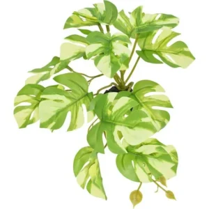 Komodo Standing Variegated Monstera Plant 1ea/5 in