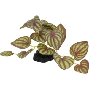 Komodo Standing Zebrina Plant 1ea/3.5 in, SM