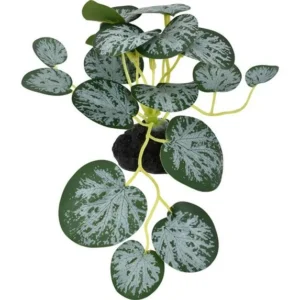Komodo String Of Hearts Plant 1ea/3.5 in, SM
