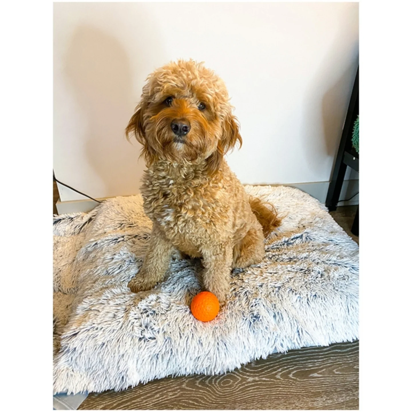 Tall Tails Dog Waterproof Blanket 40X60 - Image 2